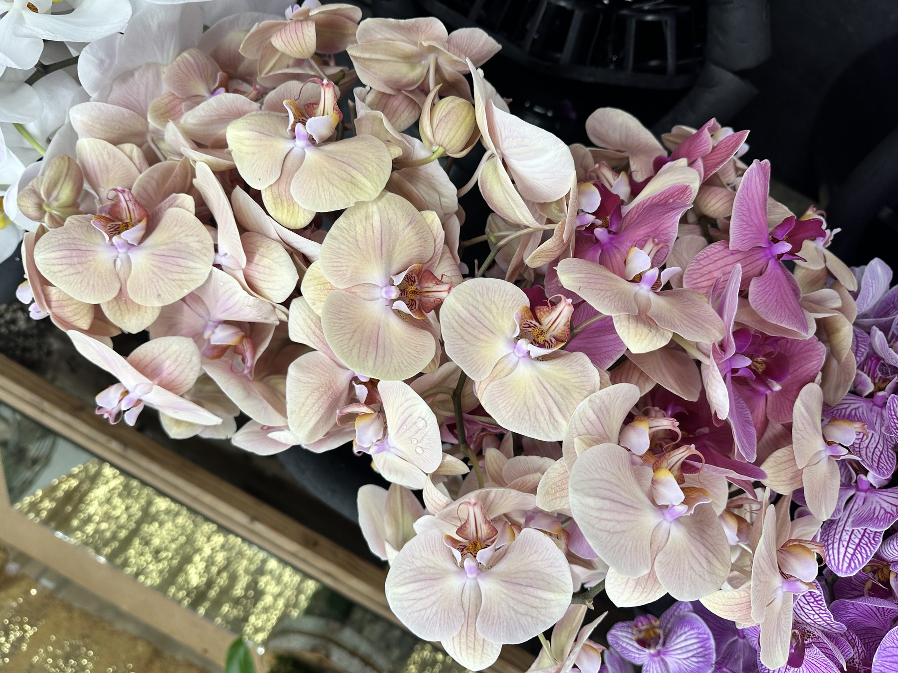 Massed blush and magenta phalaenopsis orchids